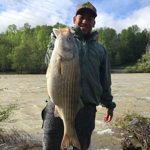 Meet your Posher, Tony